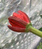 Mixta var Rode bloem